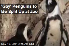 &#39;Gay&#39; Penguins to Be Split Up at Zoo