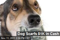 Dog Scarfs $1K in Cash