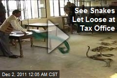 Snake Charmer Frees Cobras at Land Tax Office