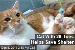 Cat With 26 Toes Helps Save Shelter