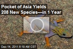 Pocket of Asia Yields 208 New Species&mdash;in 1 Year