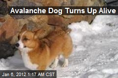 Avalanche Dog Turns Up Alive