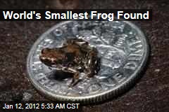 Paedophryne amauensis, World's Smallest Frog, Found in Papua New Guinea