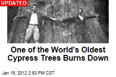 One of the World&#39;s Oldest Cypress Trees Burns Down