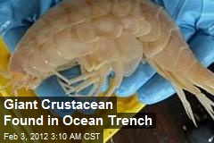 Giant Crustacean Found in Ocean Trench