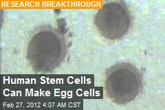 Human Stem Cells Can Make Egg Cells