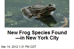 New Frog Species Found &mdash;in New York City