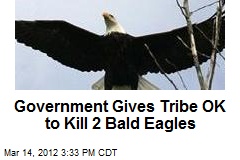Government Gives Tribe OK to Kill 2 Bald Eagles