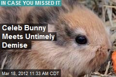 Celeb Bunny Meets Untimely Demise