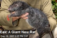 Eek! A Giant New Rat