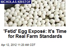 &#39;Fetid&#39; Egg Expos&eacute;: It&#39;s Time for Real Farm Standards