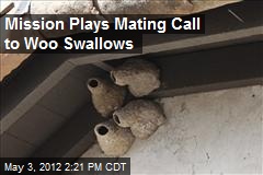 Mission Plays Mating Call to Woo Swallows