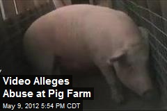 Video Alleges Abuse at Pig Farm