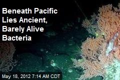 Beneath Pacific Lies Ancient, Barely Alive Bacteria