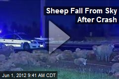 Sheep Fall From Sky After Crash