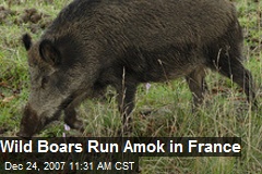 Wild Boars Run Amok in France