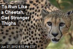To Run Like a Cheetah, Get Stronger Thighs