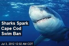 Sharks Spark Cape Cod Swim Ban