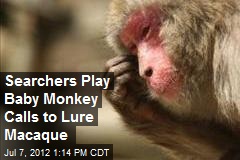Searchers Play Baby Monkey Calls to Lure Macaque