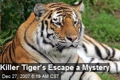 Killer Tiger's Escape a Mystery