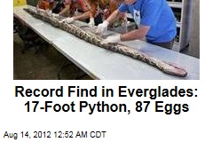 Monster Python With 87 Eggs Found in Everglades
