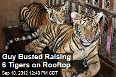 Guy Busted Raising 6 Tigers on Rooftop