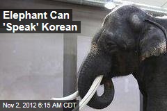 Koshik the asian elephant can speak five words of Korean