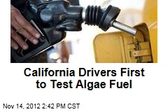 California Drivers First to Test Algae Fuel