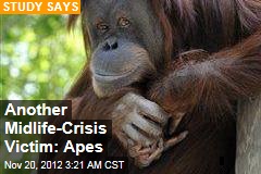 Apes Suffer Midlife Misery, Too
