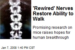 'Rewired' Nerves Restore Ability to Walk
