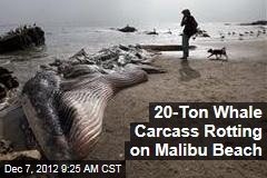20-Ton Whale Carcass Rotting on Malibu Beach
