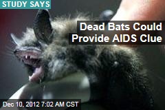 Bat Die-Off Offers Clues in AIDS Fight