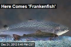Here Comes &#39;Frankenfish&#39;