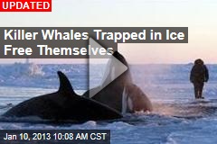 Killer Whales Trapped in Ice Running Out of Time
