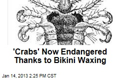 &#39;Crabs&#39; Now Endangered Thanks to Bikini Waxing