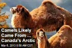 Camels Likely Came From ... Canada&#39;s Arctic