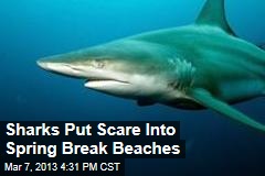 Sharks Put Scare Into Spring Break Beaches