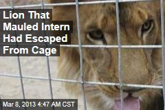 Lion That Mauled Intern Had Escaped From Cage