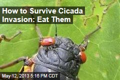 How To Deal With Cicada Invasion: Eat Them