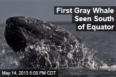First Gray Whale Seen South of Equator