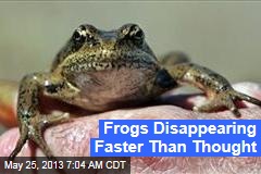 Frogs Disappearing Faster Than Thought