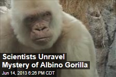 Scientists Unravel Mystery of Albino Gorilla