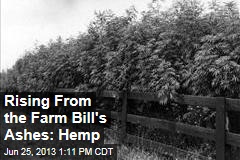 Rising From the Farm Bill&#39;s Ashes: Hemp