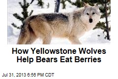 How Yellowstone Wolves Help Bears Eat Berries