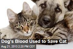 Dog&#39;s Blood Used to Save Cat