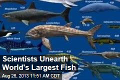 Scientists Unearth World&#39;s Largest Fish