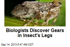Biologists Discover Gears in Insect&#39;s Legs