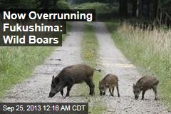 Fukushima&#39;s Latest Woe: Wild Boars