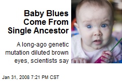 Baby Blues Come From Single Ancestor
