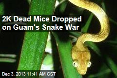 2K Dead Mice Dropped on Guam&#39;s Snake War